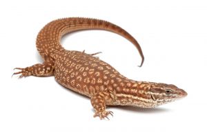 Varanus acanthurus, juvénile